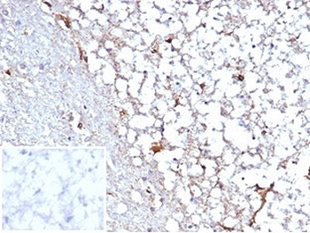 STAT6 Antibody
