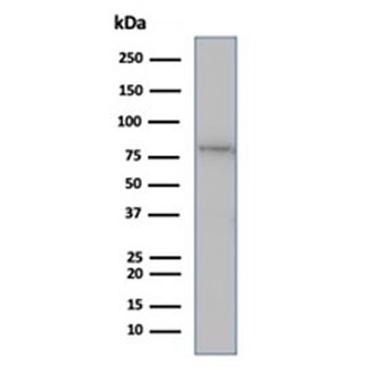 MutL Homolog 1 Antibody / MLH1
