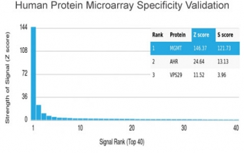 MGMT Antibody