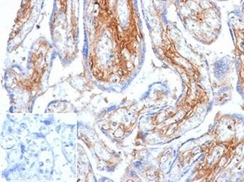 Decorin Antibody