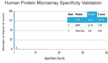 GFAP Antibody / Glial Fibrillary Acidic Protein