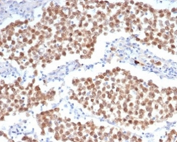 POU5F1 Antibody / OCT4