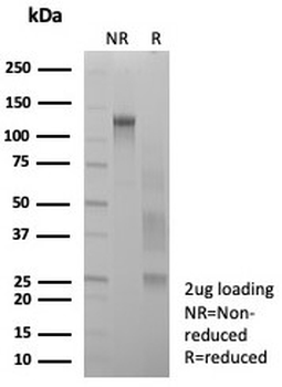 SYP Antibody / Synaptophysin