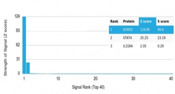JARID1C Antibody / KDM5C / SMCX