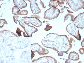 CD105 Antibody / Endoglin