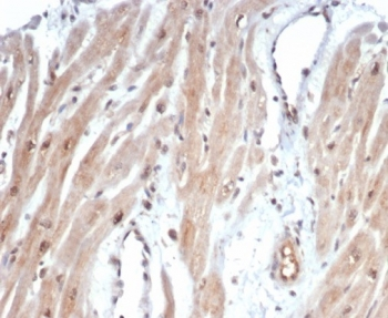 c-Myc Antibody / MYC