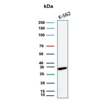 CA8 Antibody / Carbonic Anhydrase VIII