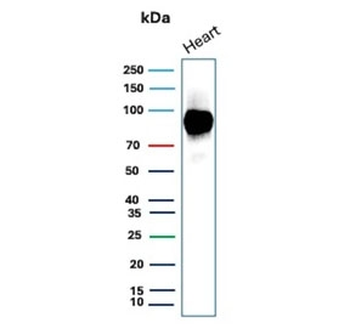 CD36 Antibody