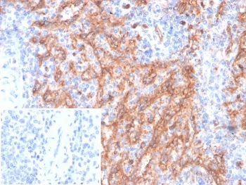 CD36 Antibody