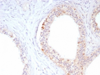 ROS1 Antibody