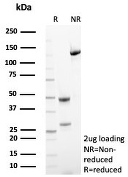 HLA-G Antibody