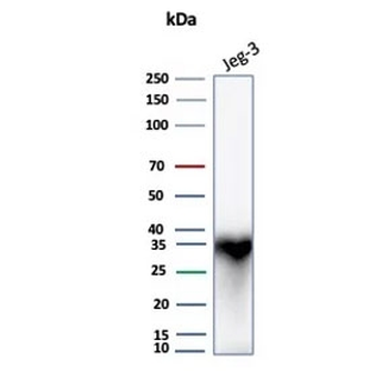HLA-G Antibody