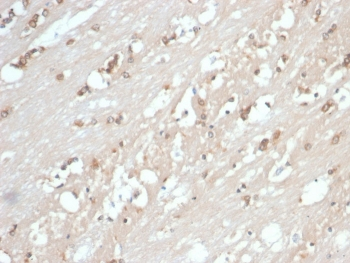HSP90 beta Antibody / HSP90AB1