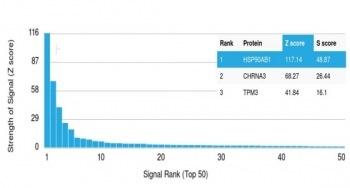 HSP90 beta Antibody / HSP90AB1