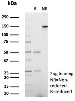 SPARC Antibody / Osteonectin