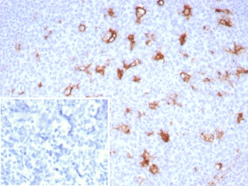 SPARC Antibody / Osteonectin