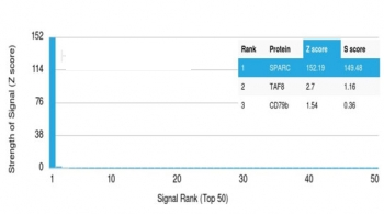 Osteonectin Antibody / SPARC