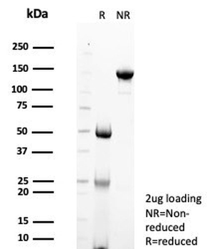 STING Antibody / MITA / ERIS / TMEM17