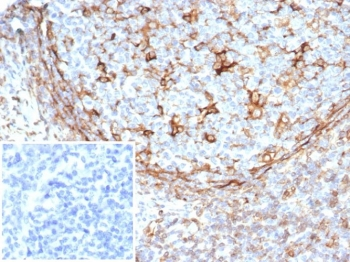 STING1 Antibody / ERIS / MITA / TMEM17
