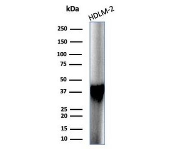 STING1 Antibody / ERIS / MITA / TMEM17