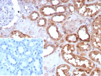 Occludin Antibody / OCLN