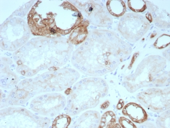 OCLN Antibody / Occludin