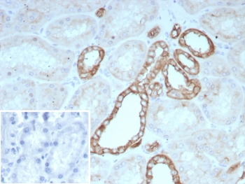 OCLN Antibody / Occludin