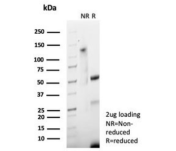 S100P Antibody / MIG9