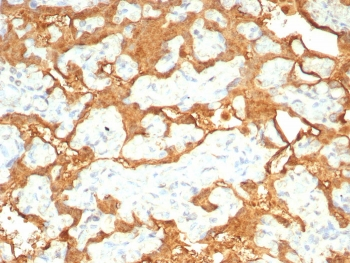 S100P Antibody / MIG9