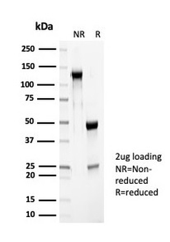 PGP9.5 Antibody / UchL1