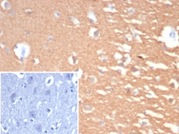 PGP9.5 Antibody / UchL1