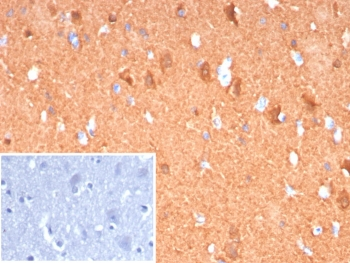 PGP9.5 Antibody / UchL1