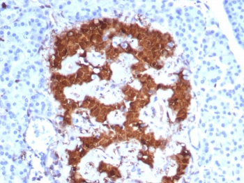 PGP9.5 Antibody / UchL1