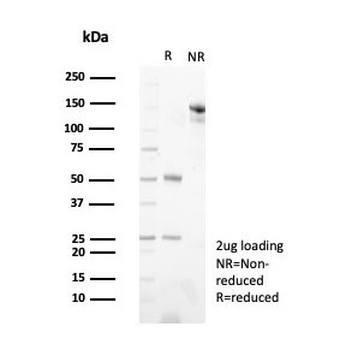 PGP9.5 Antibody / UchL1