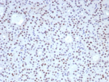 Forkhead box protein L2 Antibody / FOXL2