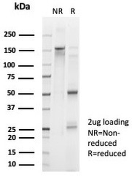 FOXL2 Antibody / Forkhead box protein L2