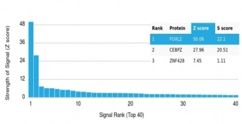 FOXL2 Antibody / Forkhead box protein L2