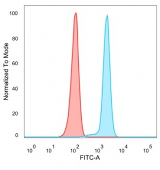 FOXL2 Antibody / Forkhead box protein L2