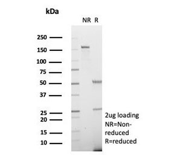 ALDH1L1 Antibody