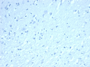 Inhibin alpha Antibody