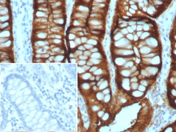 Villin Antibody / VIL1