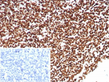 Ku80 Antibody