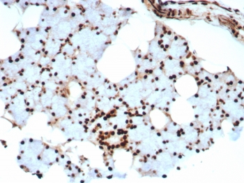 Ku80 Antibody