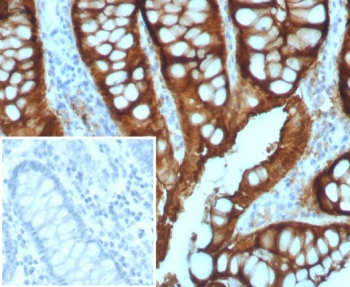 Villin Antibody / VIL1