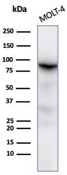 XRCC5 Antibody