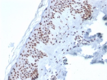 XRCC5 Antibody