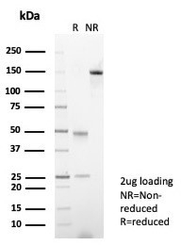 XRCC5 Antibody