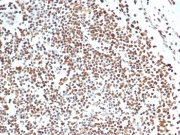 XRCC5 Antibody