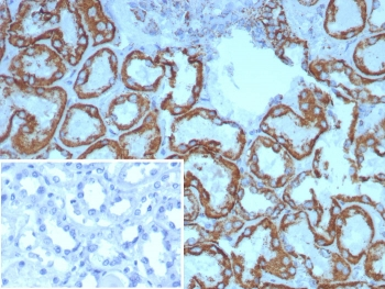 HSP60 Antibody / GROEL