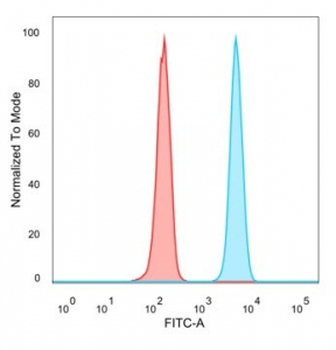 CEBPZ Antibody
